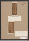 Navicula sp. (de-Toni-Nr.: Genus 1) Zeichnungen Sammlung Grunow Nr. 1342 (NHMW-BOT-W0368278)